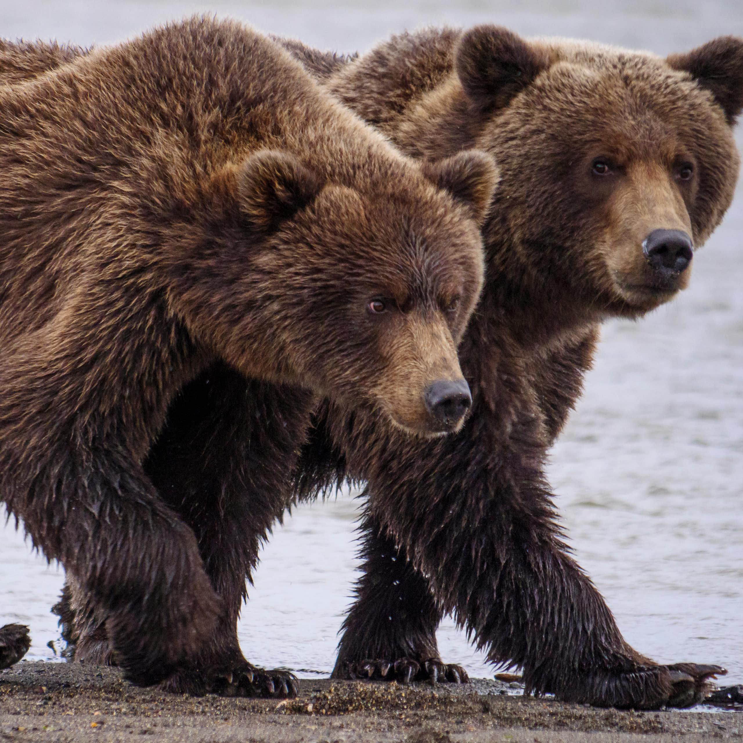 Two large bears walk next to each other.