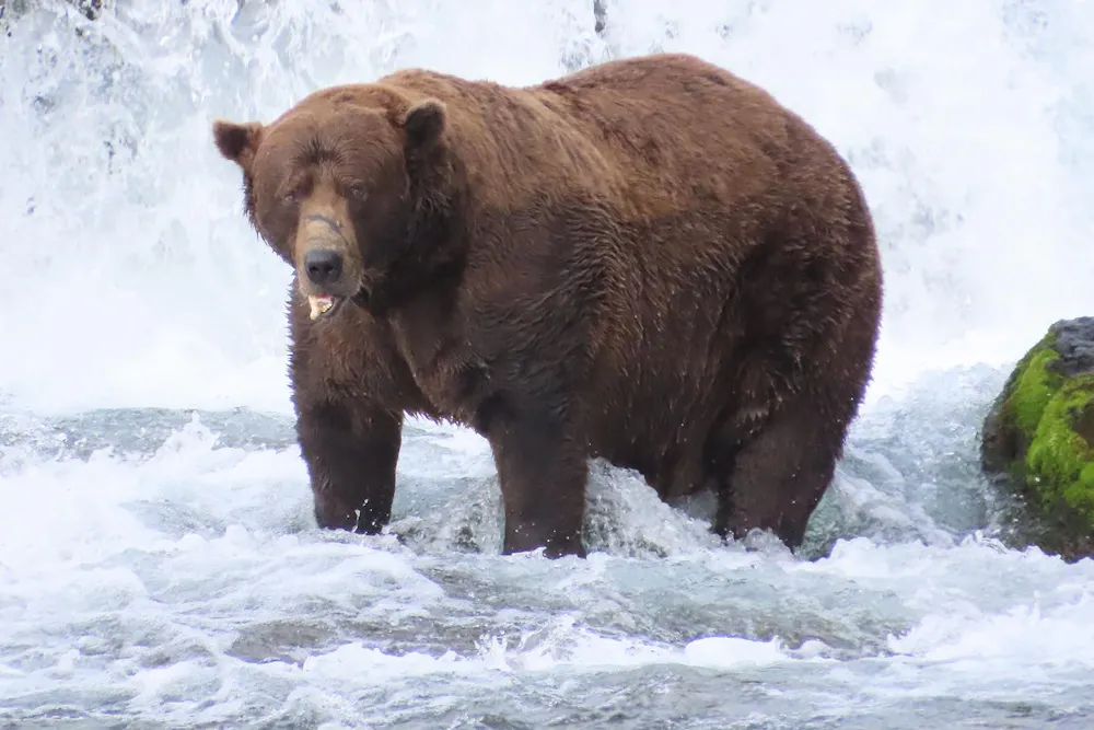 Normal Bear How facial recognition is helping ecologists monitor and conserve bear ...