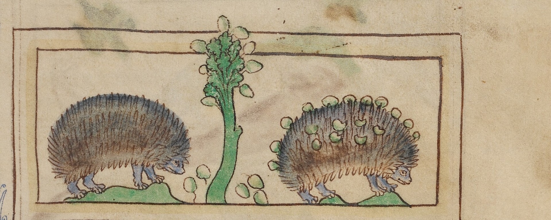Why hedgehogs used to be hated