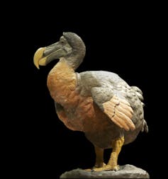 Modèle en cire et plâtre, réalisé par les taxidermistes du Muséum national d’histoire naturelle de Paris au milieu du XIXᵉ siècle