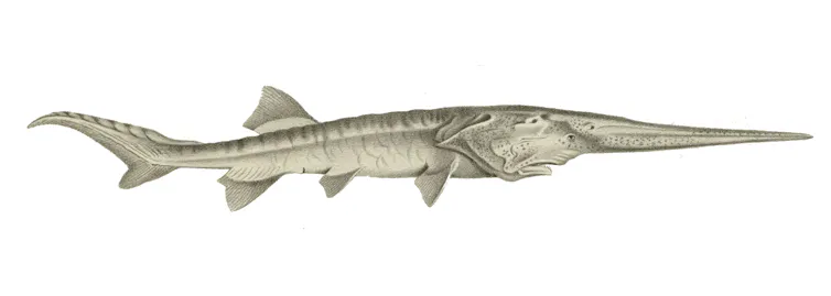 Psephurus gladius dessiné en 1868