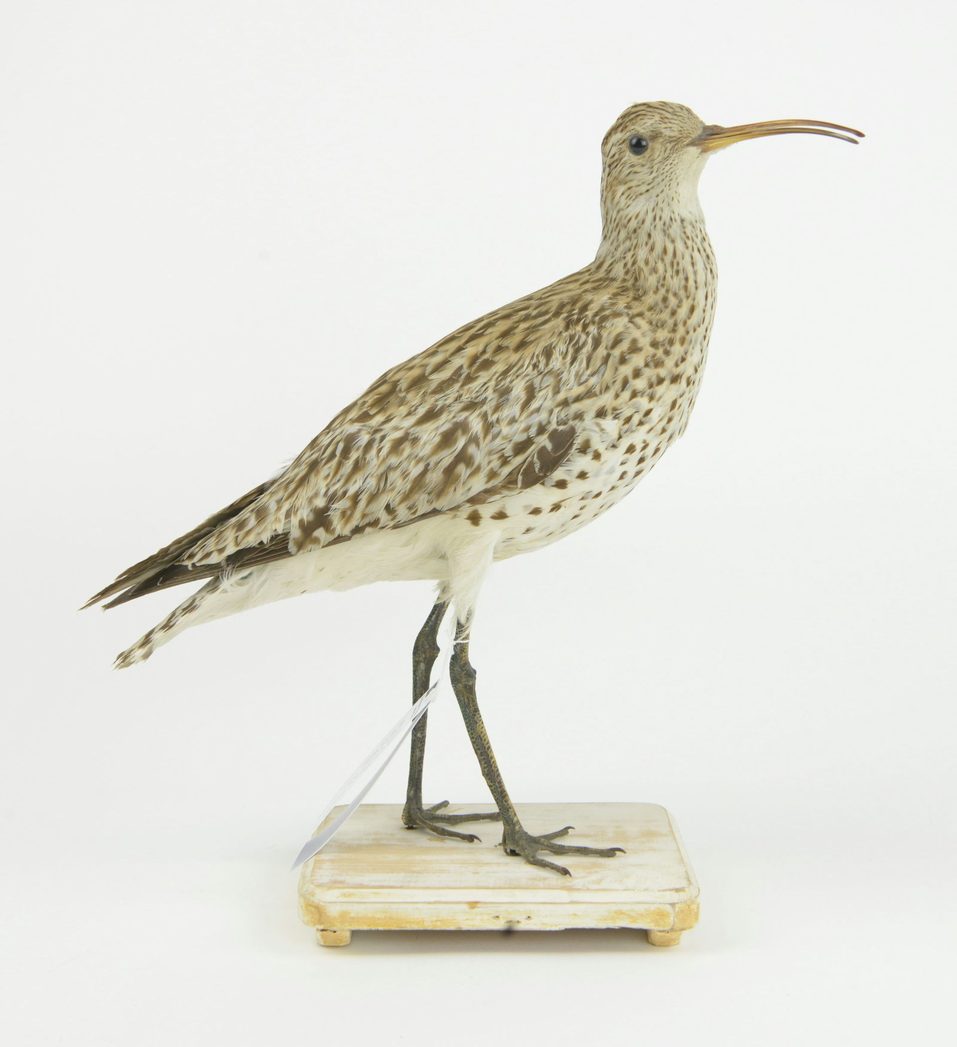 Spécimen naturalisé au Centre de biodiversité Naturalis