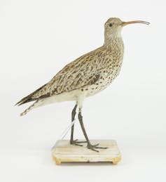 Spécimen naturalisé au Centre de biodiversité Naturalis