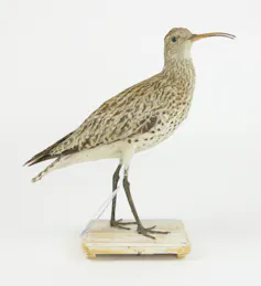 Spécimen naturalisé au Centre de biodiversité Naturalis