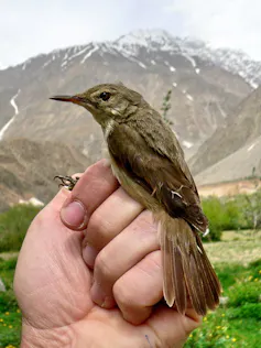 Rousserolle à grand bec au Tadjikistan
