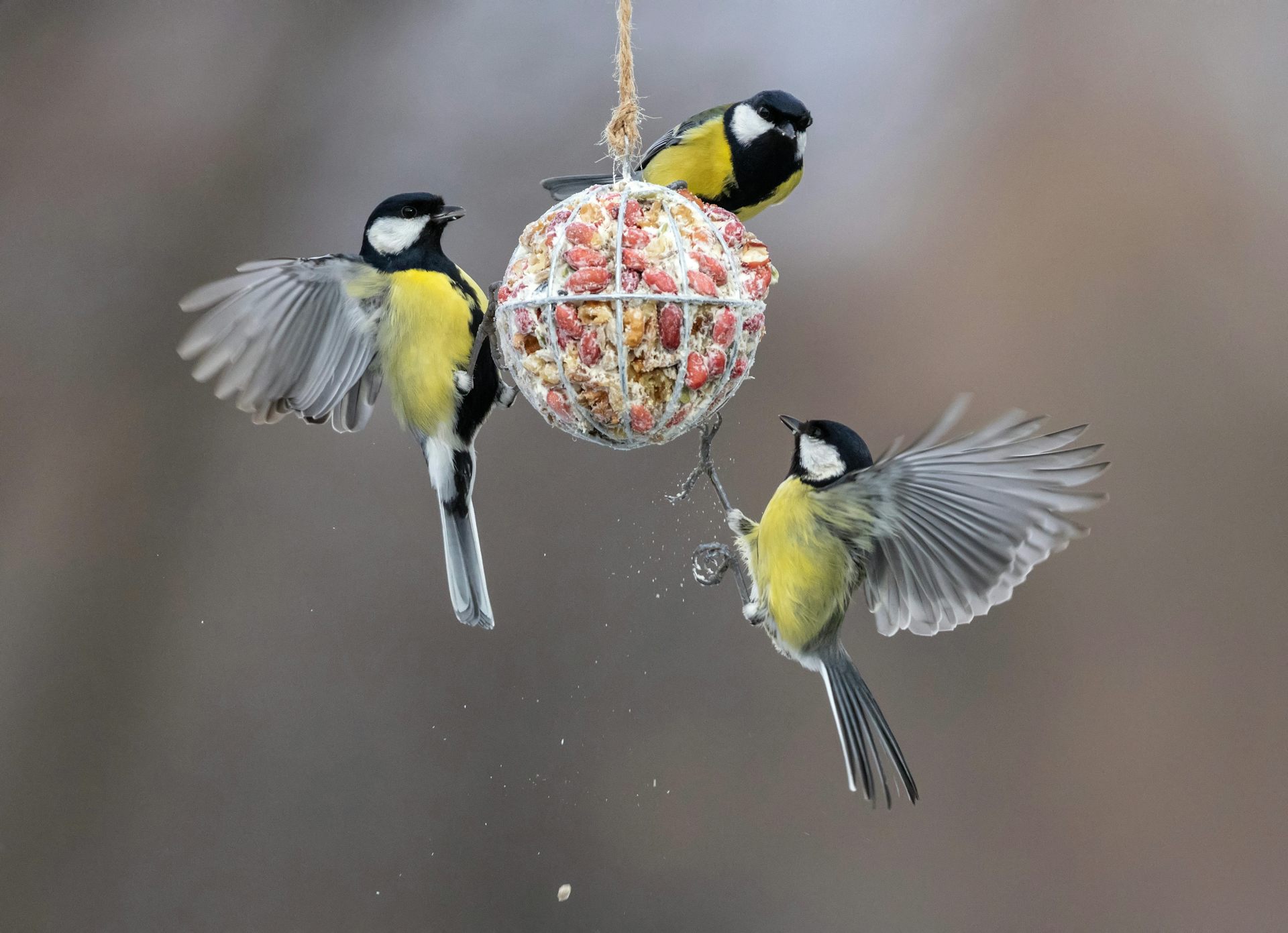 Tres pájaros de plumaje negro y amarillo posados en una bola de alimento.