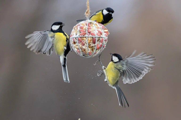 Tres pájaros de plumaje negro y amarillo posados en una bola de alimento.