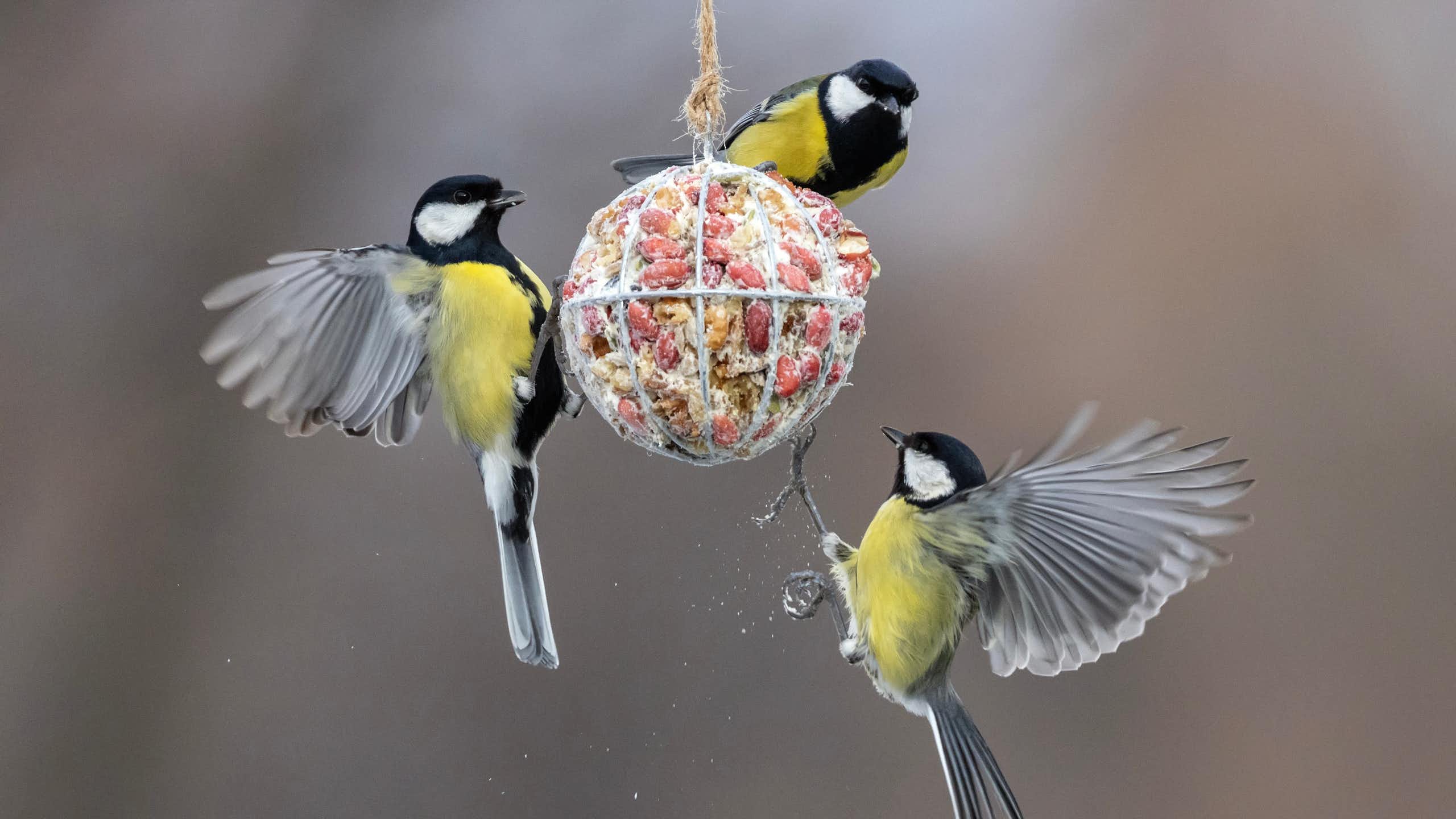 Tres pájaros de plumaje negro y amarillo posados en una bola de alimento.