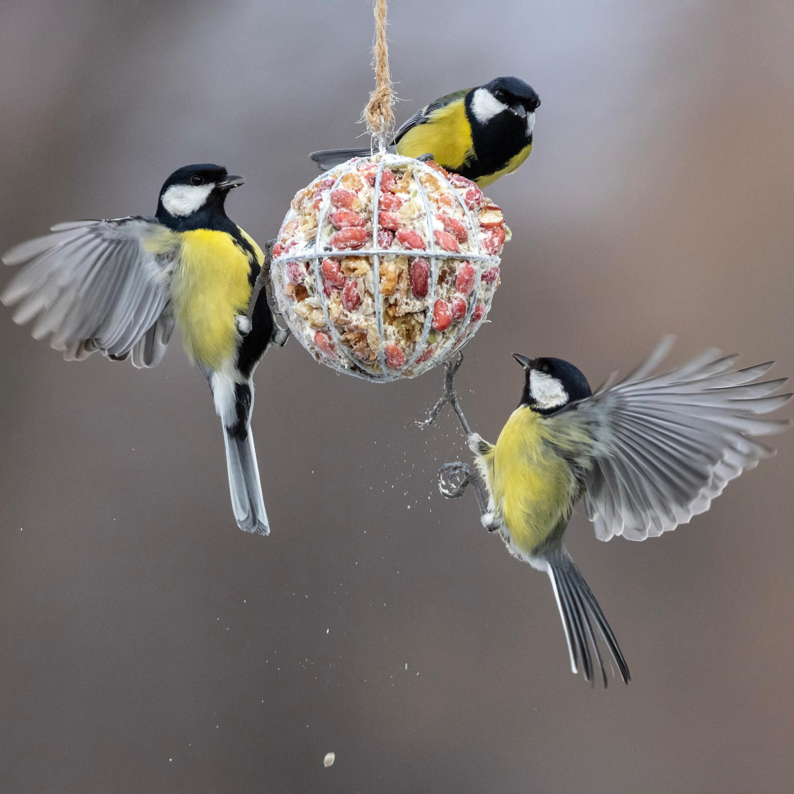 Tres pájaros de plumaje negro y amarillo posados en una bola de alimento.