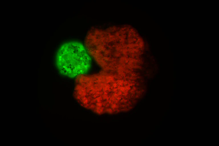 Photo de microscopie d'un xénobot en train de se répliquer.