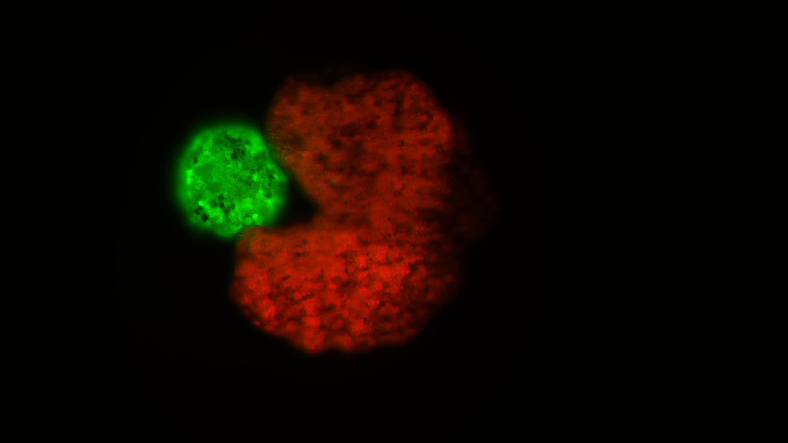 Photo de microscopie d'un xénobot en train de se répliquer.