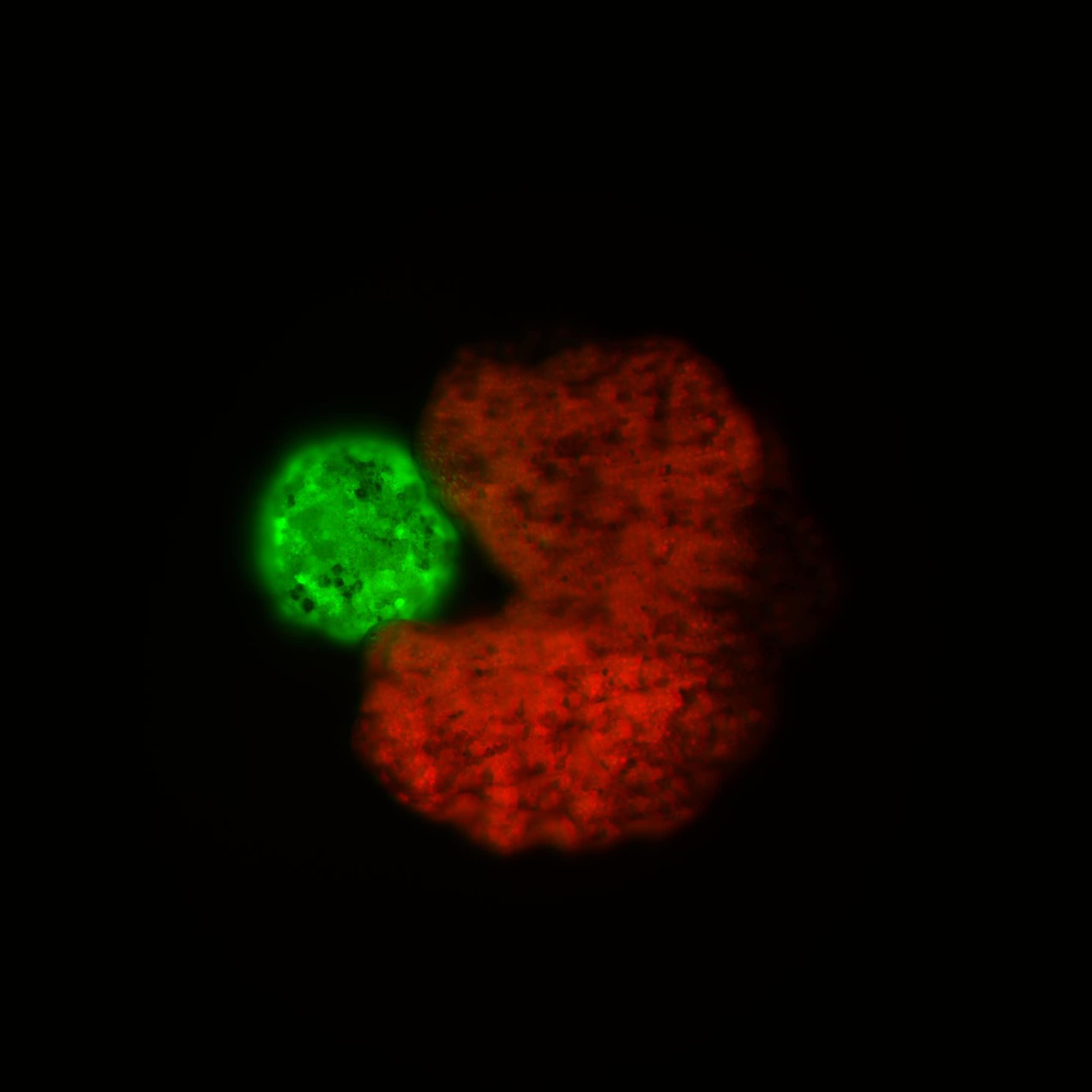Photo de microscopie d'un xénobot en train de se répliquer.