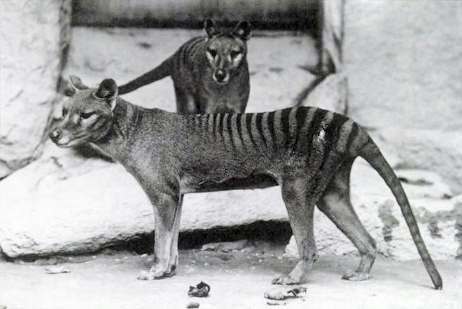 Une femelle thylacine et son juvénile au parc zoologique national de Washington en 1904