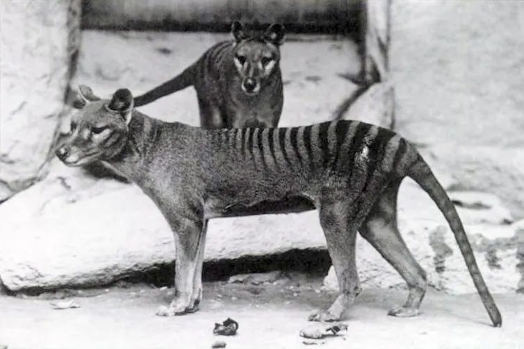 Une femelle thylacine et son juvénile au parc zoologique national de Washington en 1904
