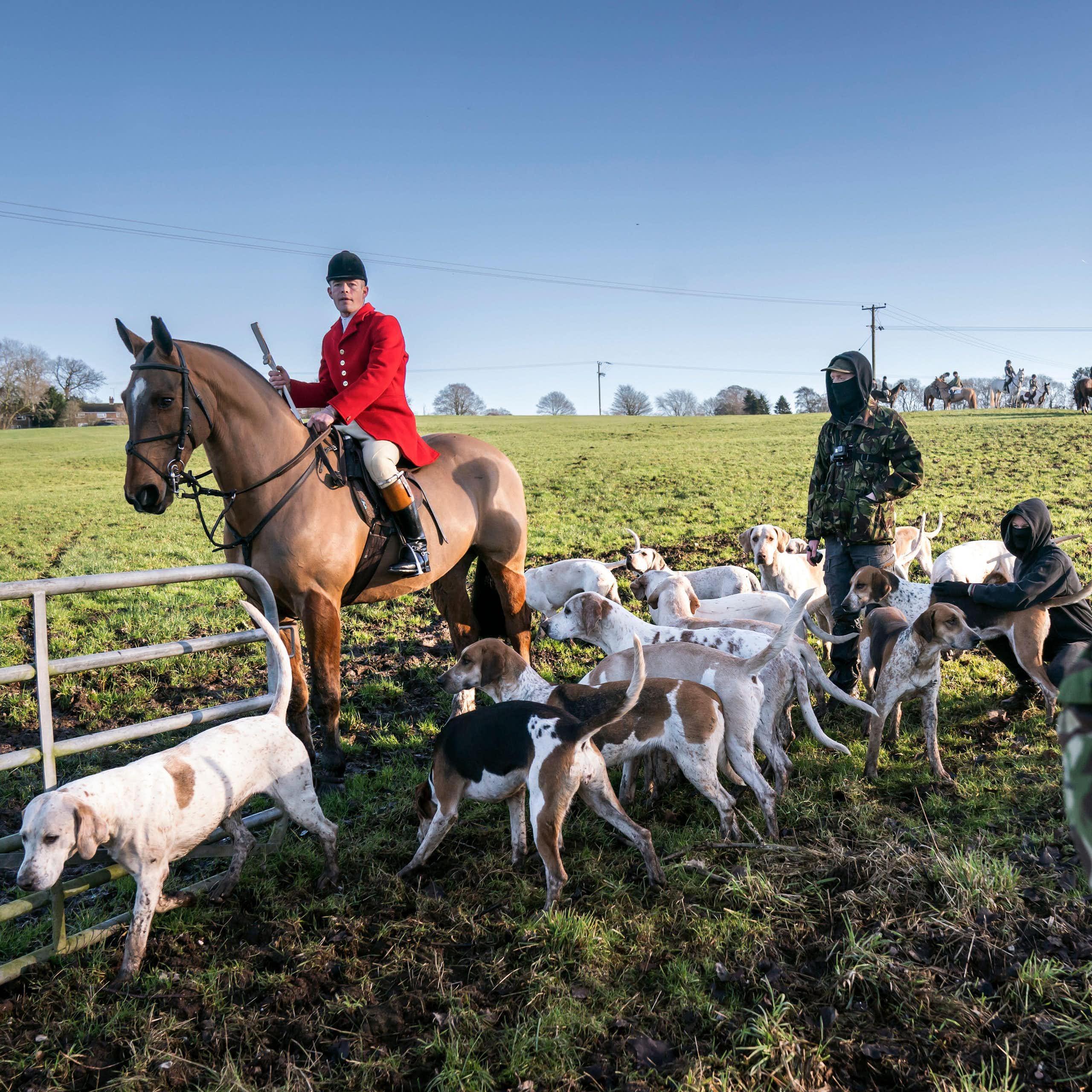 A hunt member on horseback with hounds encounters hunt saboteurs in camouflage outfits.