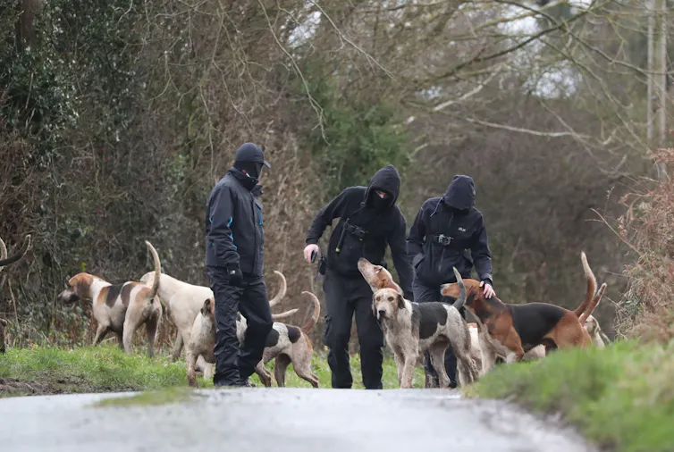 Hunt saboteurs walk with the dog pack from a Boxing Day Hunt