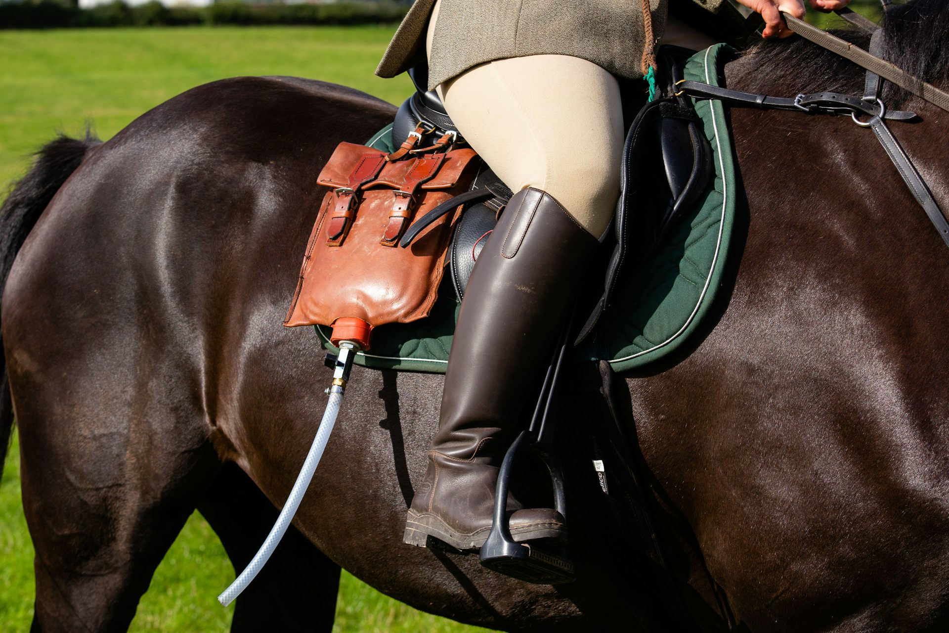 A horse carrying scent-laying equipment for trail hunting.