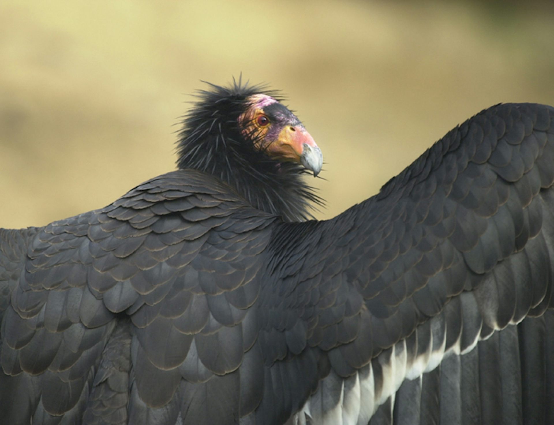 Un Condor de Californie