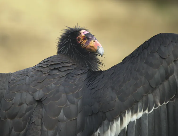 Un Condor de Californie