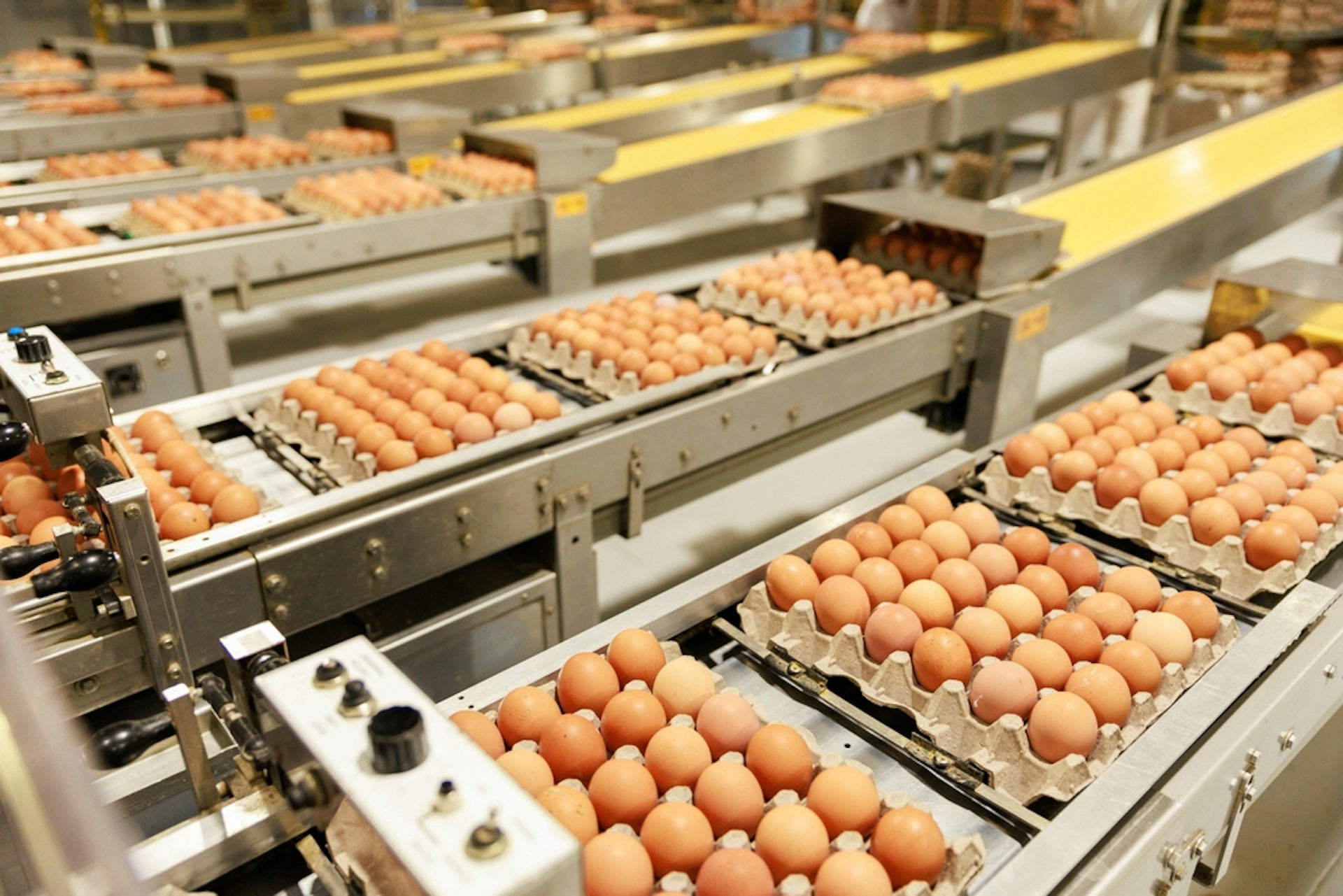 Eggs on a packing production line.