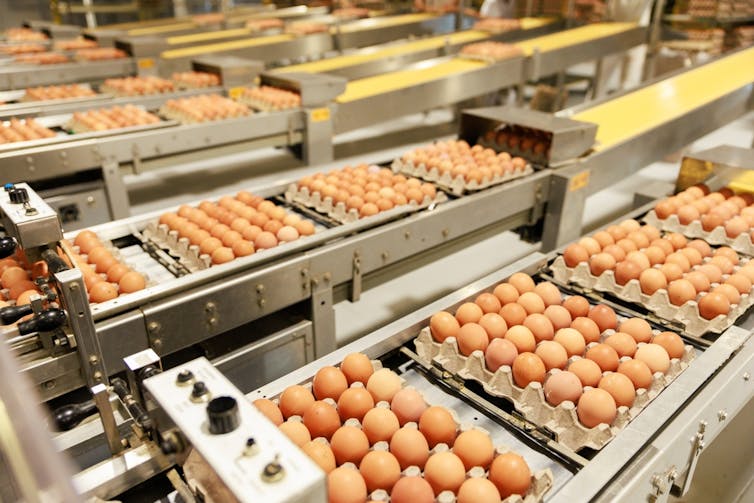 Eggs on a packing production line.