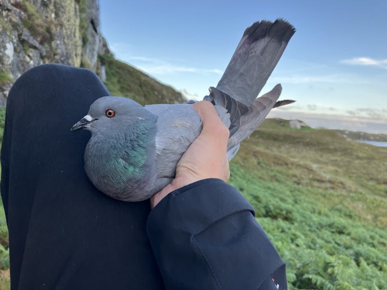 A close up of the author holding a rock dove