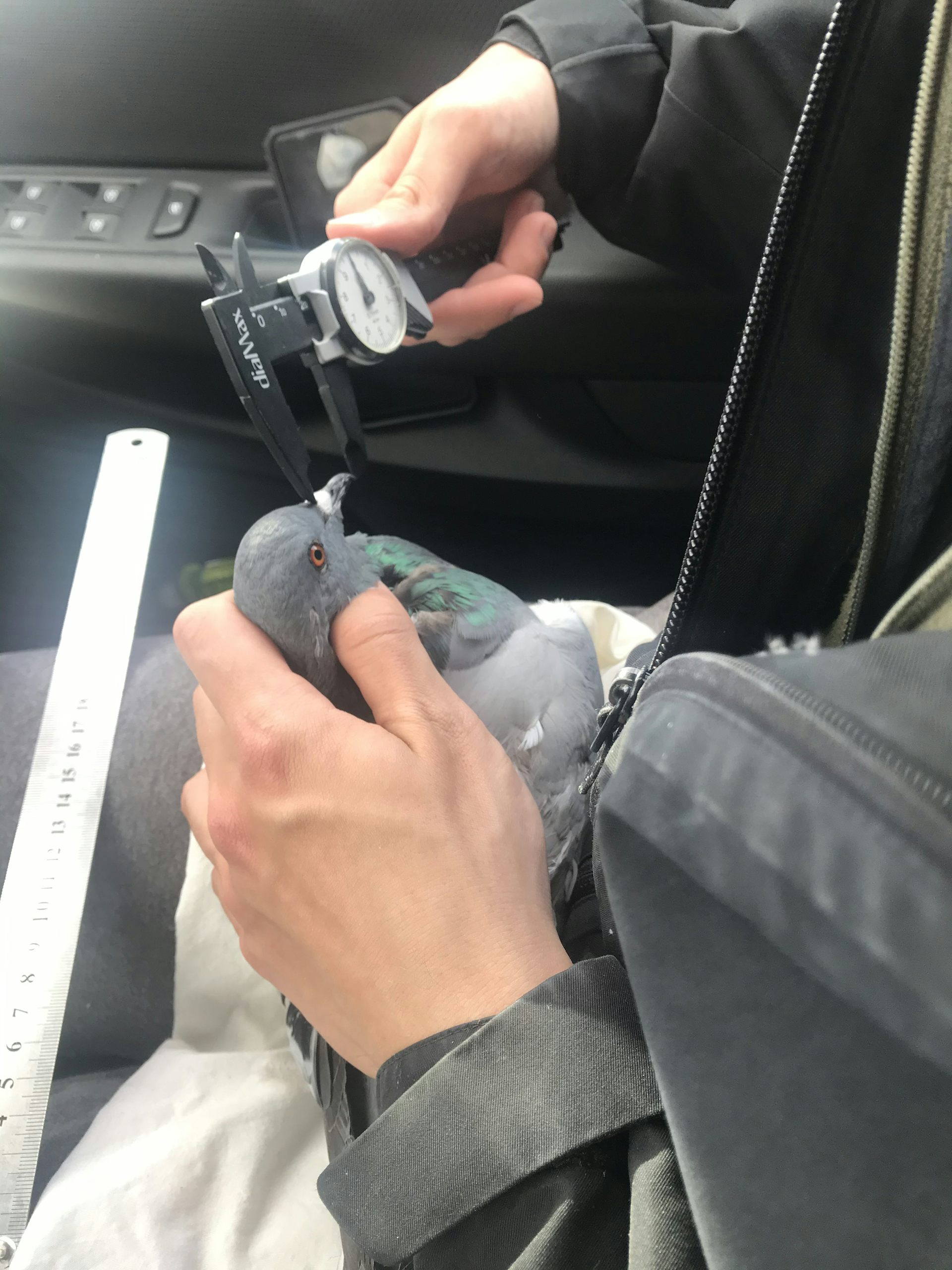 Bird held while its beak is measured.