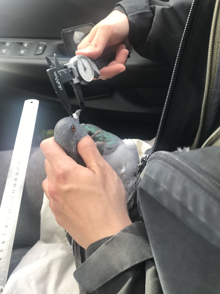 Bird held while its beak is measured.