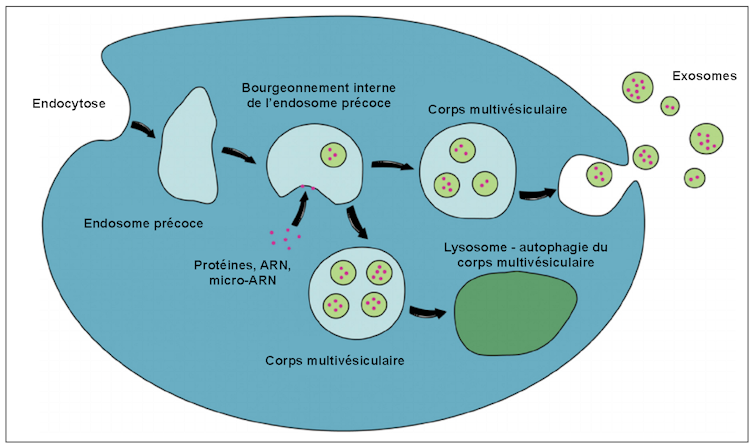 Schéma simplifié de la biogenèse des exosomes.