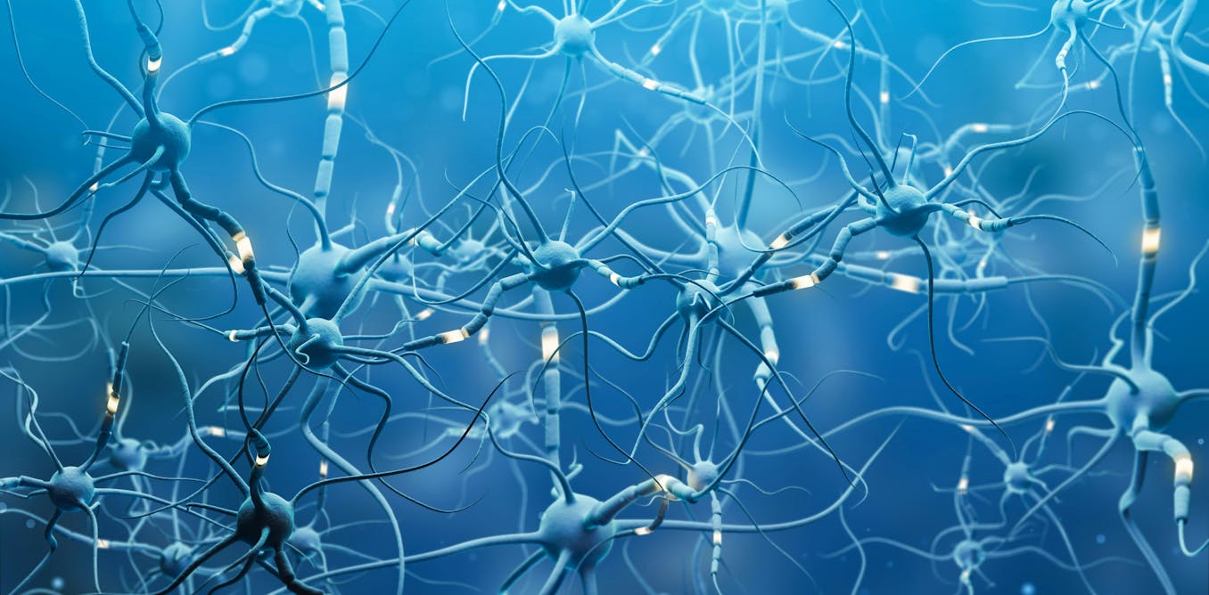 La neurociencia actual desmiente que el cerebro termine de desarrollarse abruptamente a los 25 años