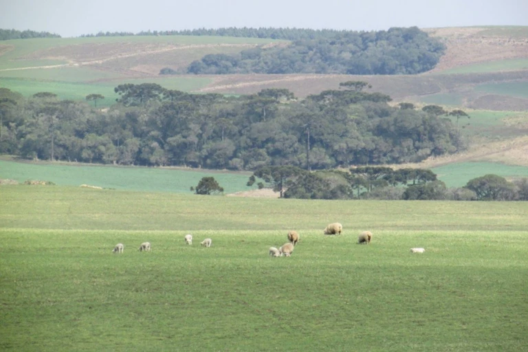 Foto mostra paisagem dominada por gramíneas, onde pastam alguns bois. Ao fundo, se vê uma floresta de araucárias