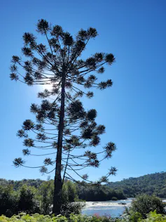 Foto mostra uma grande araucária sobre um céu azul