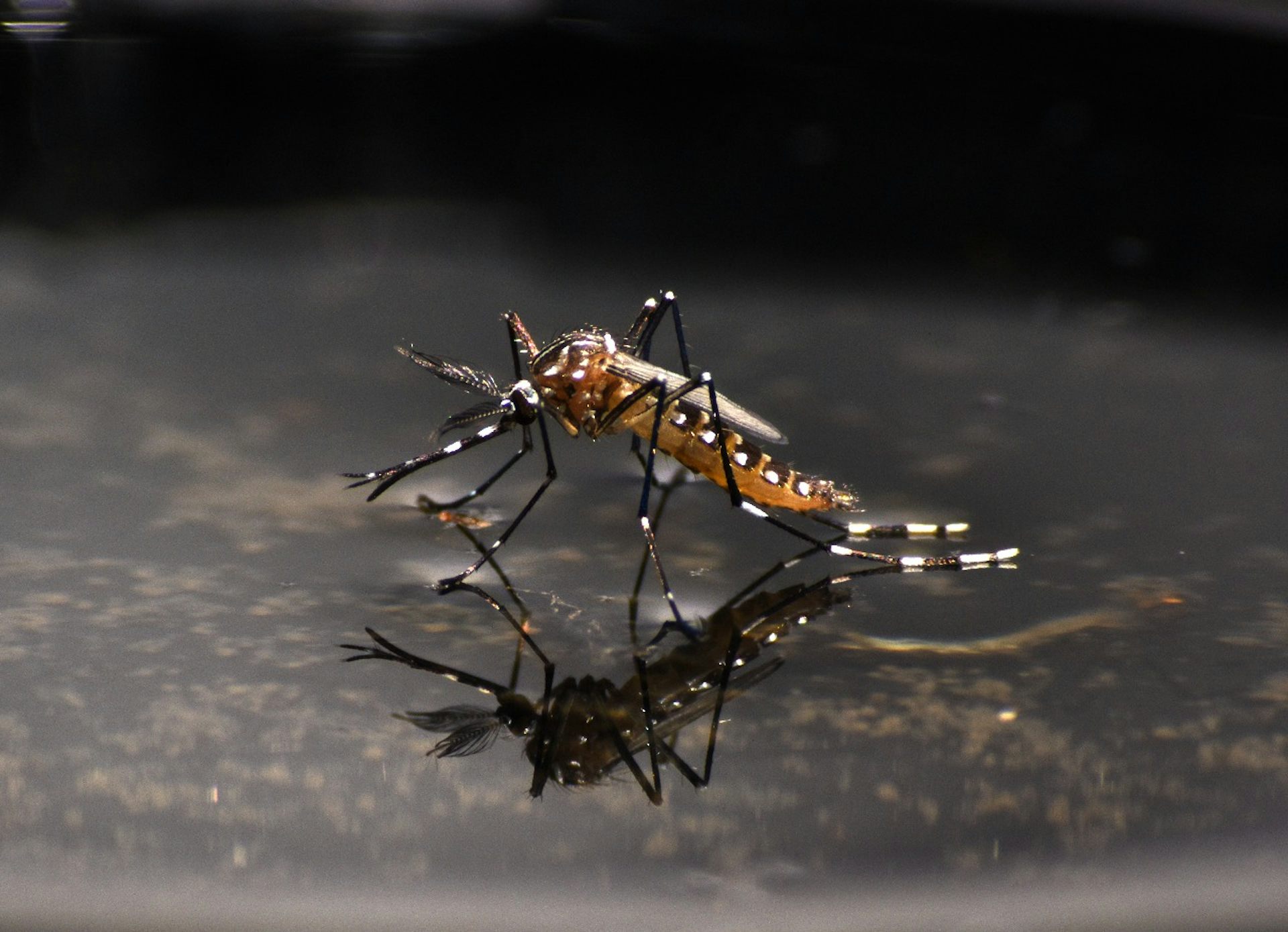 Mosquitos infectados com bactérias: como a genética atua na luta contra dengue, Zika e chikungunya