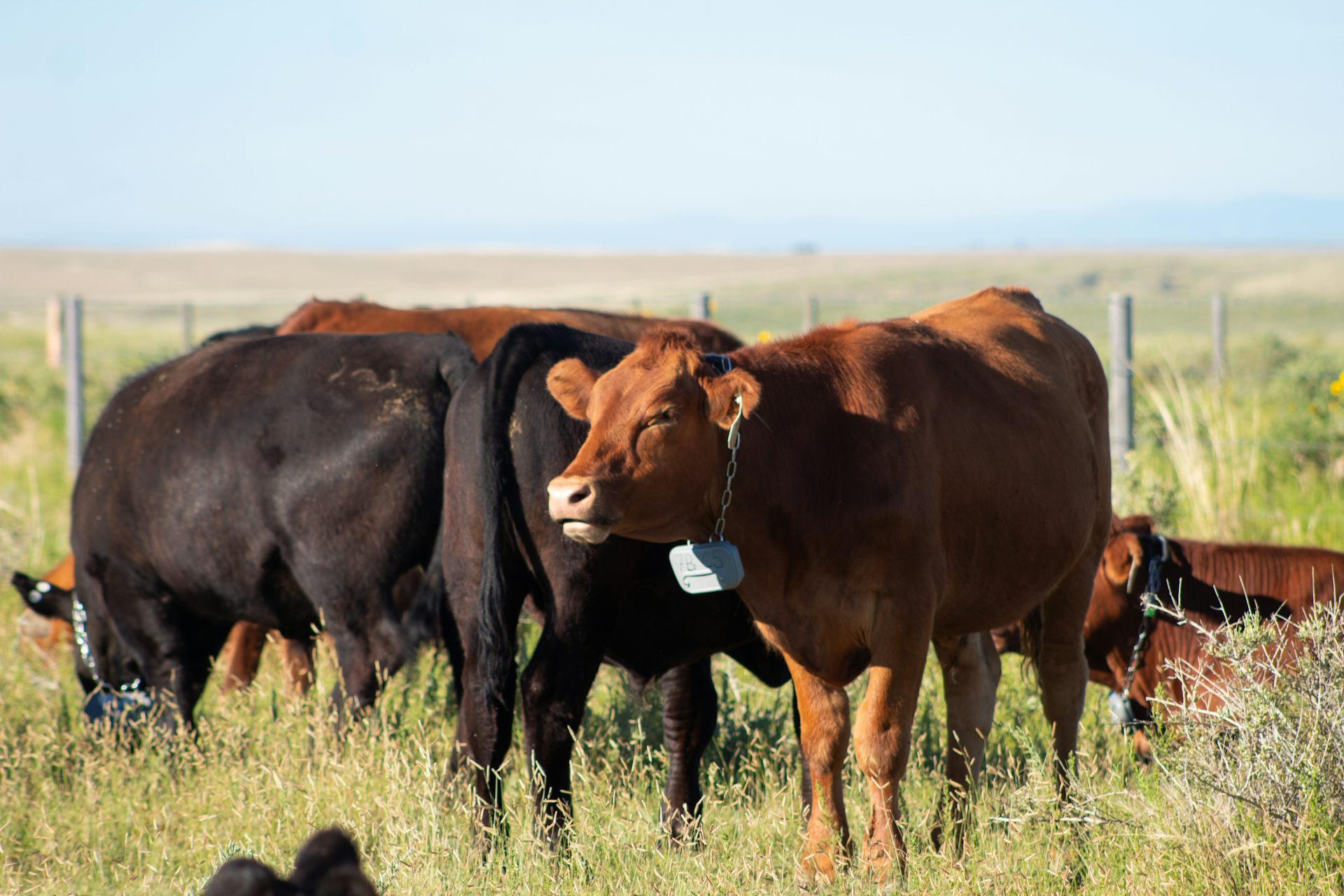 Cows out on a sunlit pasture that are wearing a green device the size of a phone around their necks.