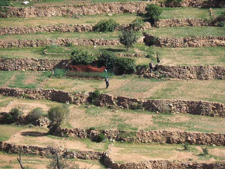 Dirt and low plants cover a group of terraced fields.