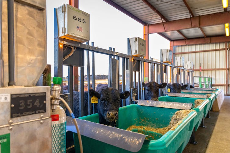 Cows with black hair and orange tags in their ears lean in between metal slats in a barnlike structure to a green tub with feed inside.