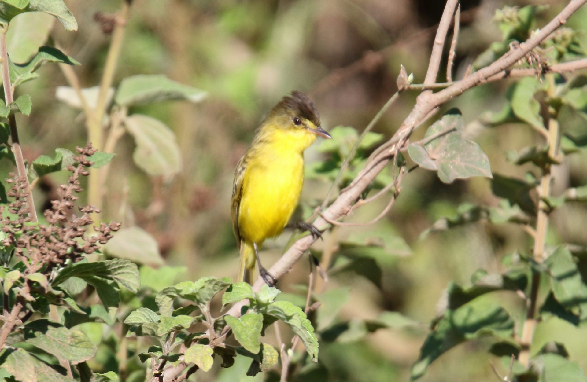 A small bird with a yellow front and a spiky brown feathered head.  