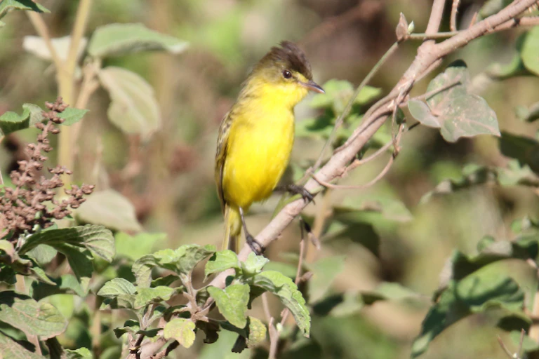 A small bird with a yellow front and a spiky brown feathered head.