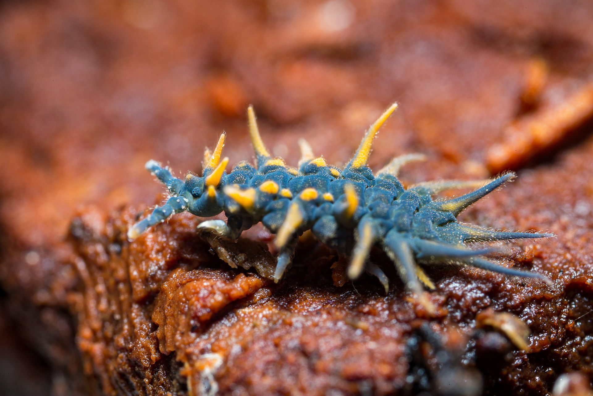 Meet the springtails: little-known fantastic beasts that live everywhere on Earth