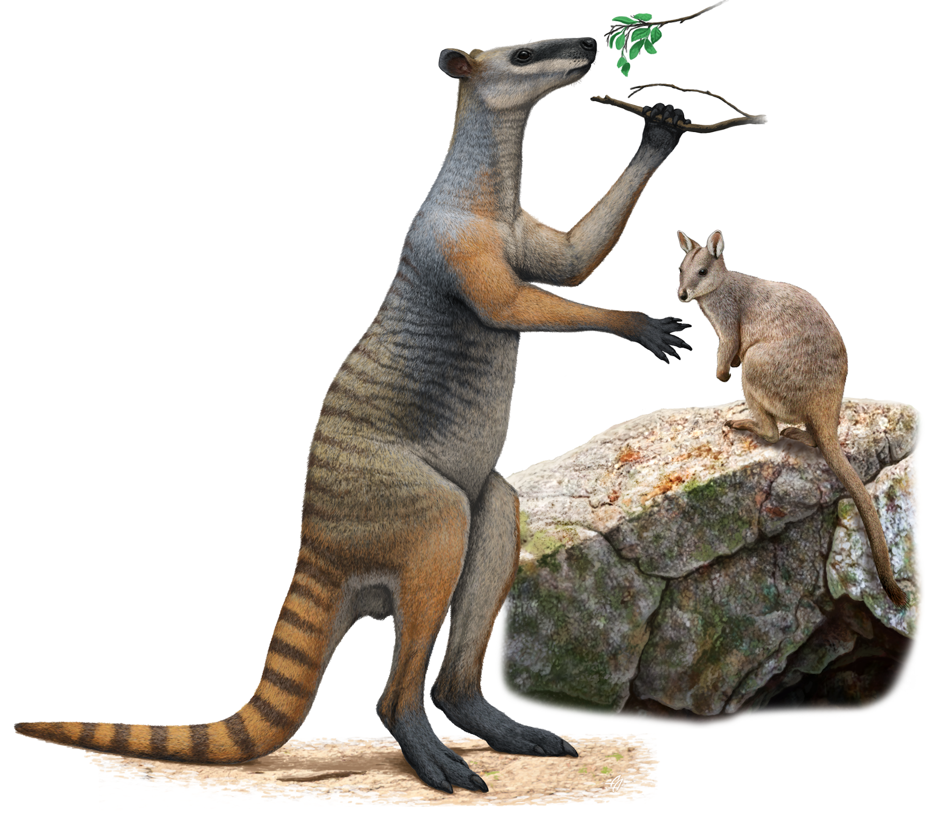 Modern rock wallabies seem to survive by sticking together in small areas. Fossils show they need to travel