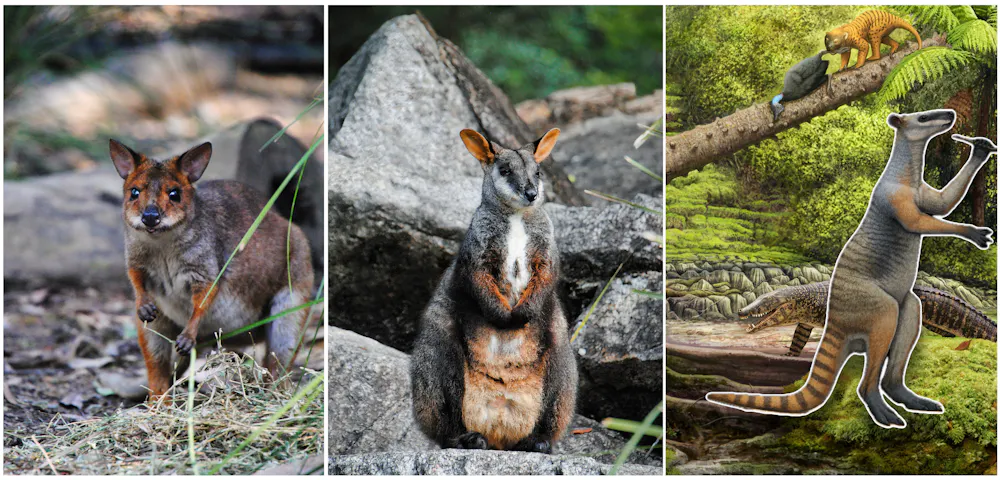 Wallaby Evolution Modern rock wallabies seem to survive by sticking together in small ...