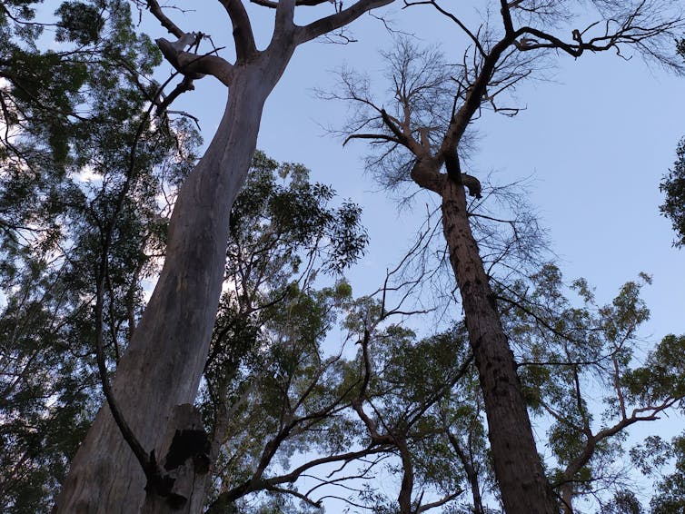 Two dead trees stand in a forest.