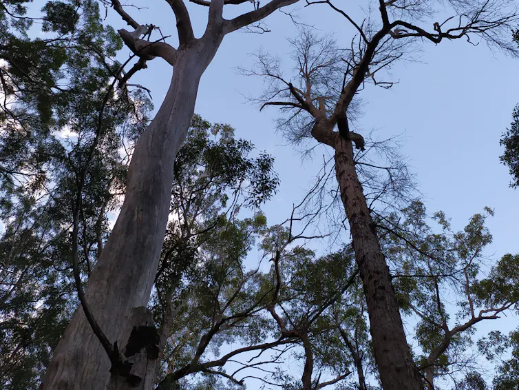 Two dead trees stand in a forest.