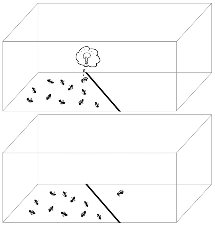 A plane is divided by a line. One ant from the colony of flat ants has become three-dimensional and crossed the line.