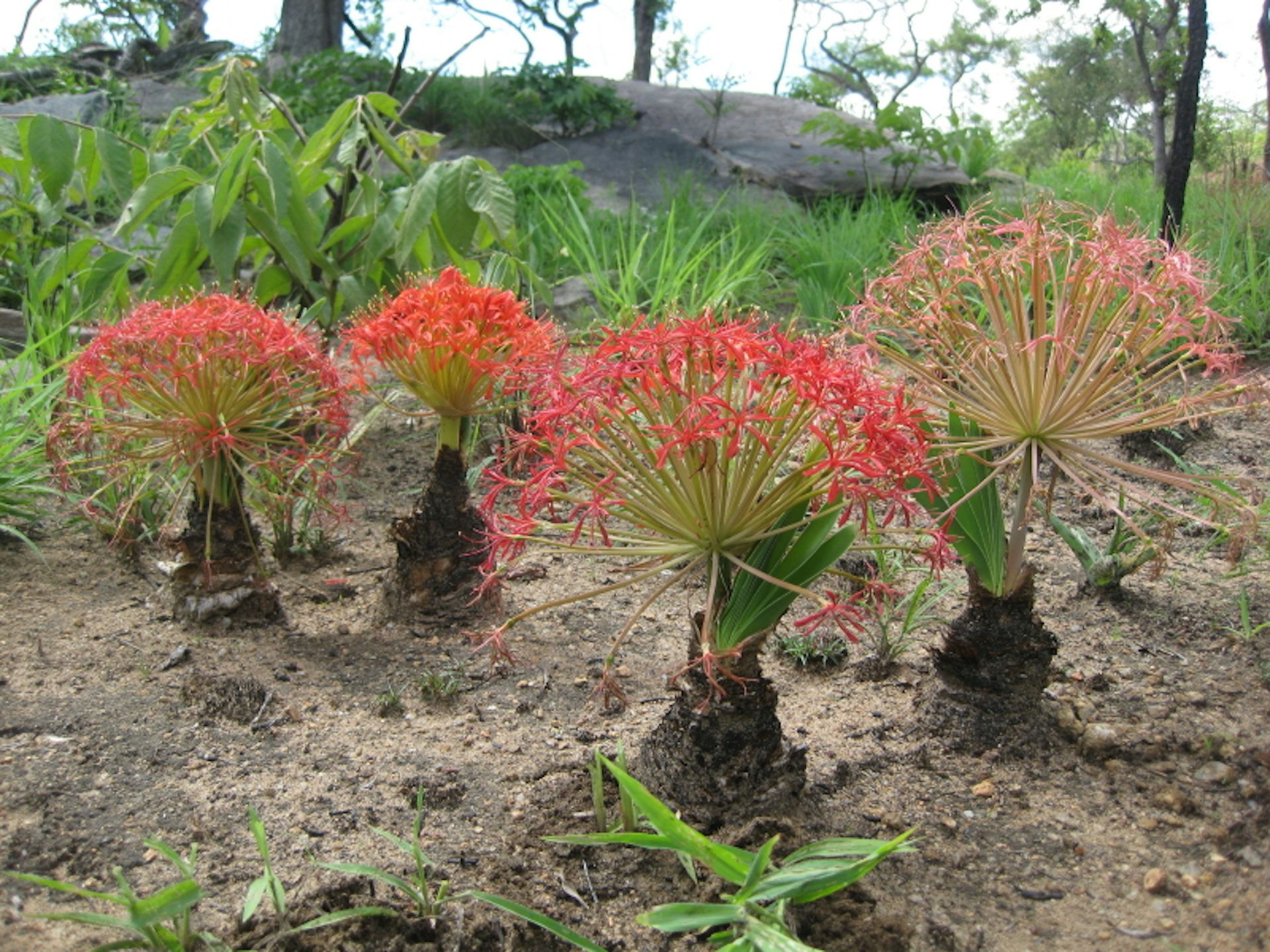 Arrow tips found in South Africa are the oldest evidence of poison use in hunting