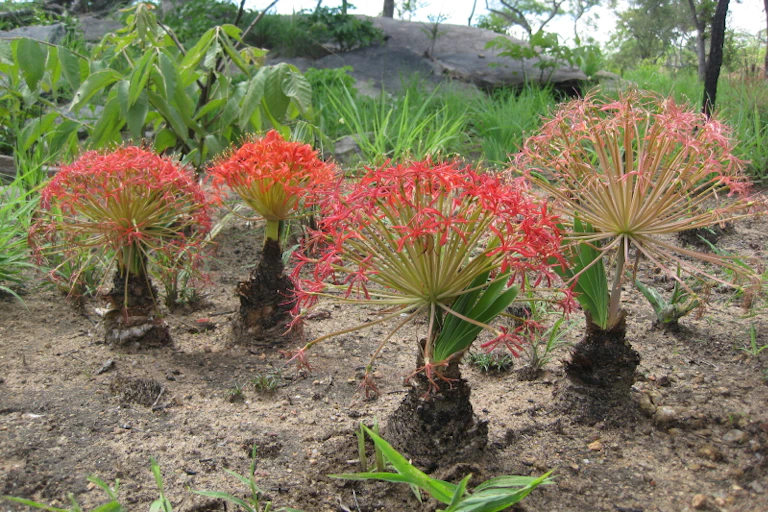 Flowering plants
