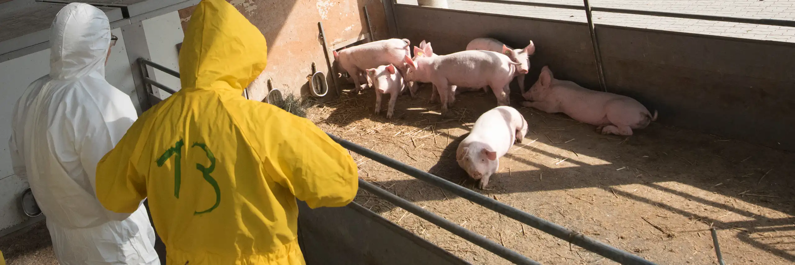 Porcs en una explotació porcina, amb dues persones vestides amb una granota protectora en primer pla.