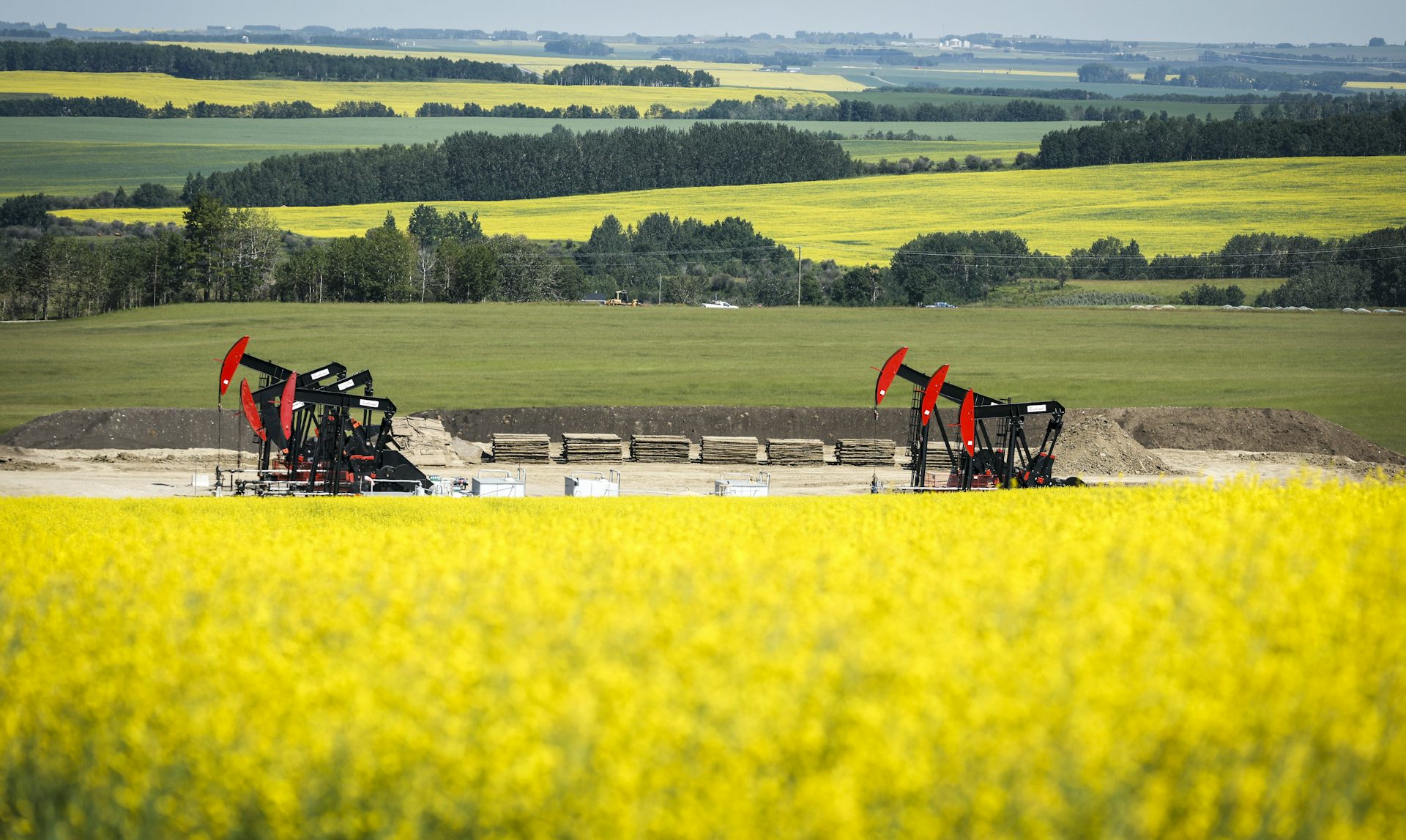 Pumpjacks en medio de un campo de canola de color amarillo brillante.