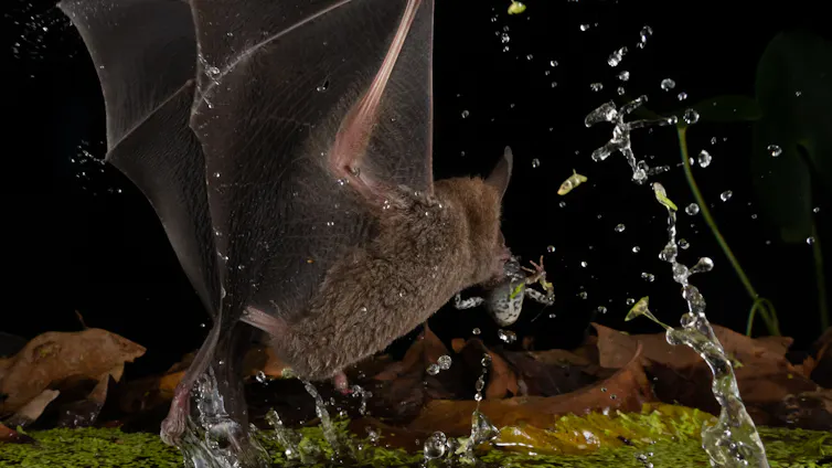 Trachops splashing while catching a tungara frog from a pond