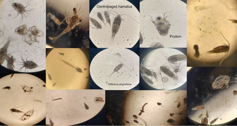 Fotos de organismos del zooplancton